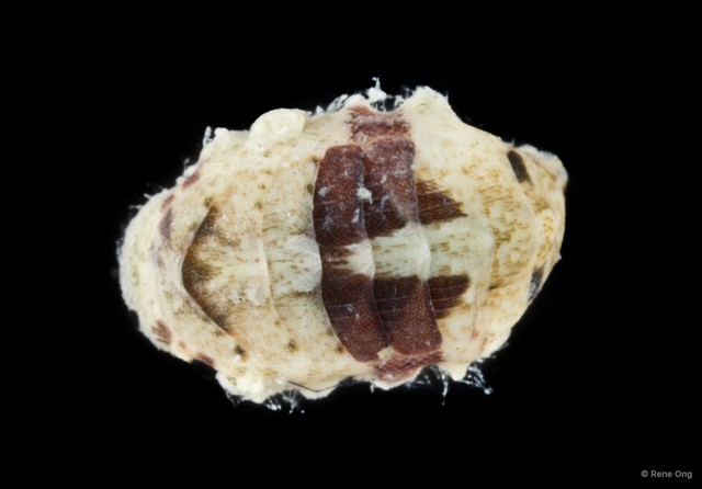 Polyplacophora sp. "20" • © Rene Ong • All Rights Reserved
