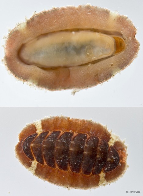 Polyplacophora sp. "4" • © Rene Ong • All Rights Reserved