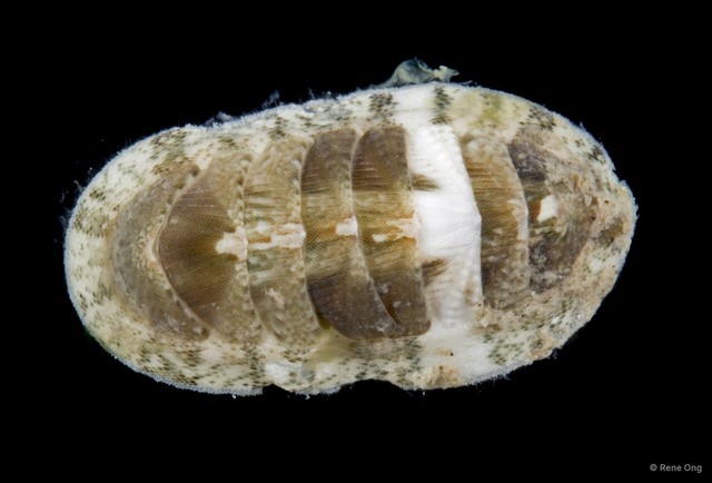 Polyplacophora sp. "5" • © Rene Ong • All Rights Reserved