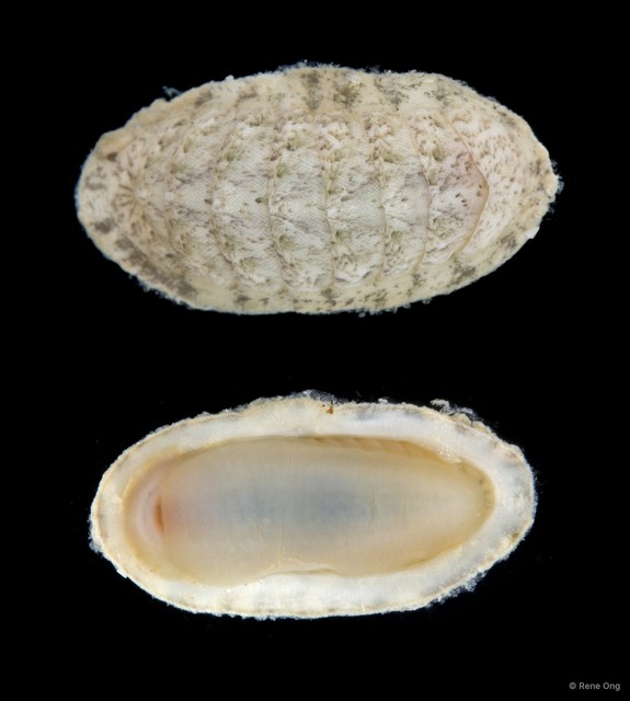 Polyplacophora sp. "6" • © Rene Ong • All Rights Reserved
