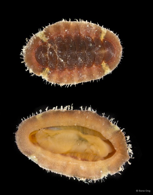 Polyplacophora sp. "9" • © Rene Ong • All Rights Reserved