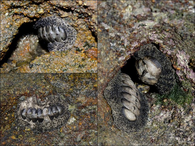 Acanthopleura gemmata • © Rene Ong • All Rights Reserved