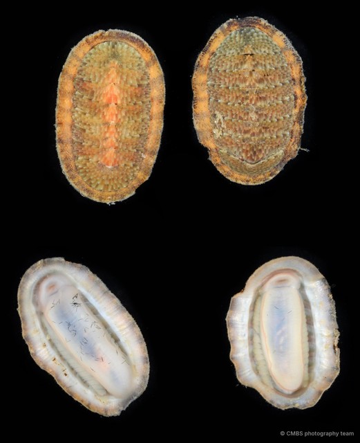Ischnochiton sp. "1" • © CMBS photography team • All Rights Reserved