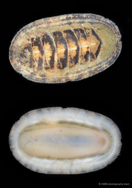 Ischnochiton sp. "2" • © CMBS photography team • All Rights Reserved