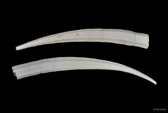 Scaphopoda sp. "Scaphopod 1" • © Rene Ong • All Rights Reserved