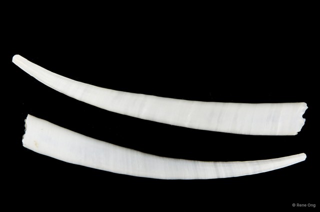 Scaphopoda sp. "Scaphopod 3" • © Rene Ong • All Rights Reserved