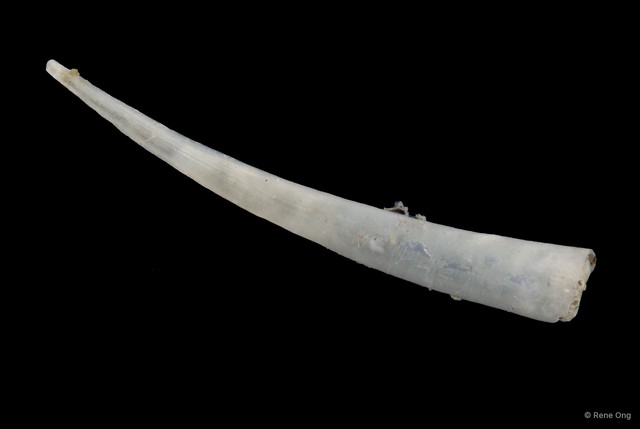 Scaphopoda sp. "Scaphopod 4" • © Rene Ong • All Rights Reserved