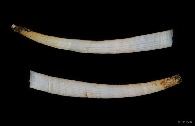 Scaphopoda sp. "Scaphopod 5" • © Rene Ong • All Rights Reserved