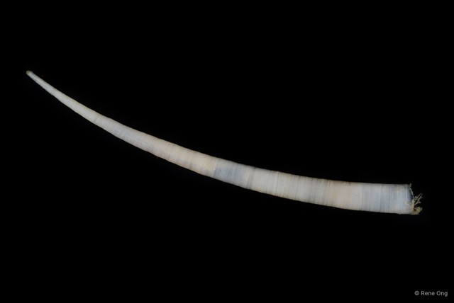 Scaphopoda sp. "Scaphopod 6" • © Rene Ong • All Rights Reserved