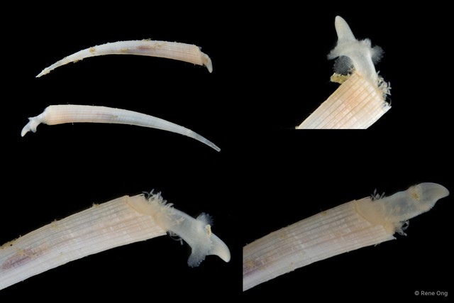 Scaphopoda sp. "Scaphopod 8" • © Rene Ong • All Rights Reserved
