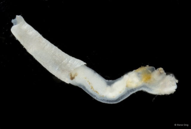 Scaphopoda sp. "Scaphopod 9" • © Rene Ong • All Rights Reserved