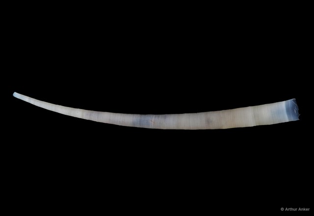 Dentalium sp. "7c1bfc1c" • © Arthur Anker • All Rights Reserved