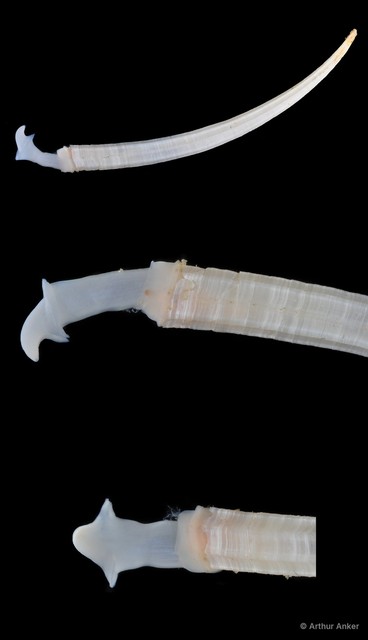 Dentalium javanum • © Arthur Anker • All Rights Reserved