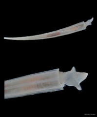 Dentalium javanum • © Arthur Anker • All Rights Reserved