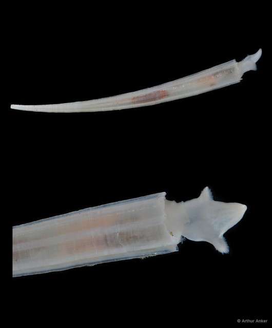 Dentalium javanum