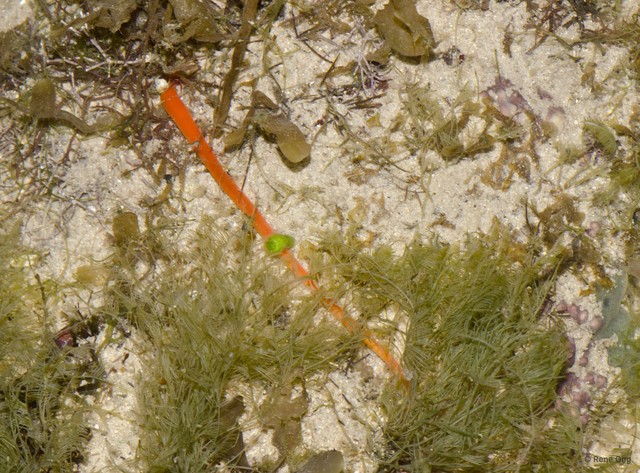Nemertea sp. "c17be143" • © Rene Ong • All Rights Reserved