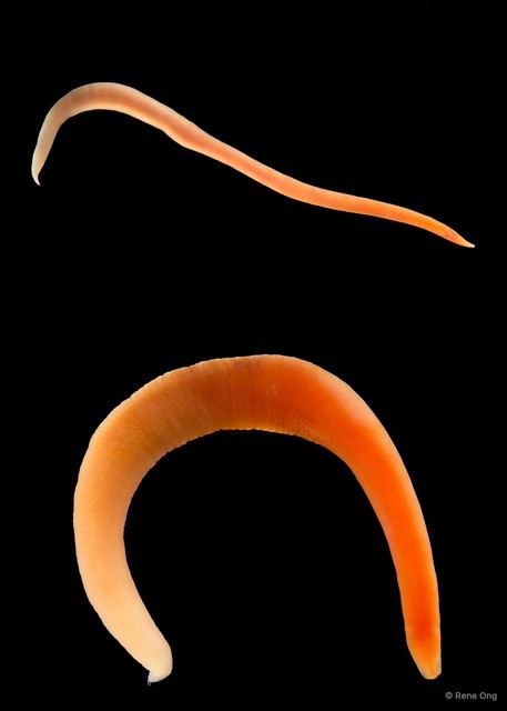 Nemertea sp. "SS-1983" • © Rene Ong • All Rights Reserved