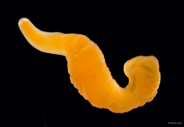 Nemertea sp. "SUB-0383" • © Rene Ong • All Rights Reserved