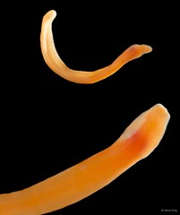 Nemertea sp. "SUB-0728"