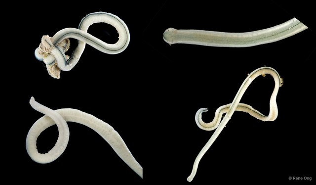 Prosadenoporus mortoni