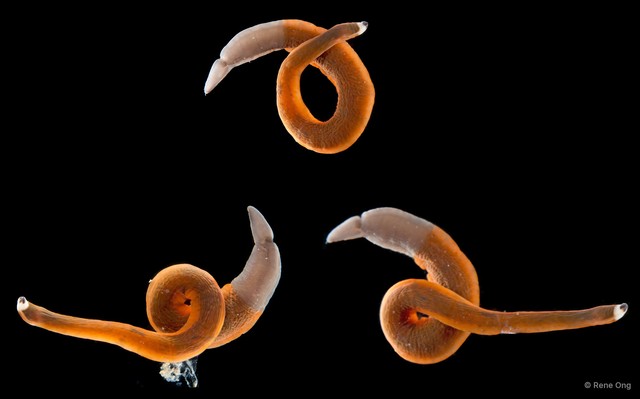 Gorgonorhynchus albocinctus • © Rene Ong • All Rights Reserved