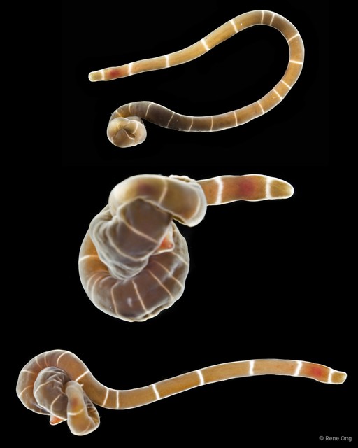 Notospermus sp. "7530fb99" • © Rene Ong • All Rights Reserved