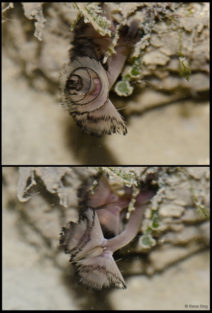Phoronida sp. "52cec070" • © Rene Ong • All Rights Reserved