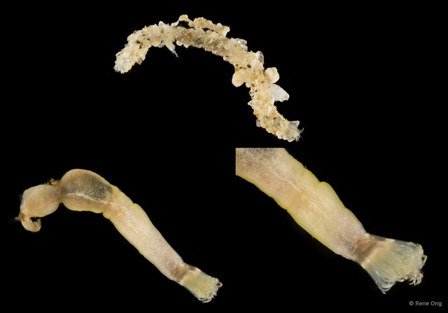 Phoronida sp. "SEA-4090" • © Rene Ong • All Rights Reserved