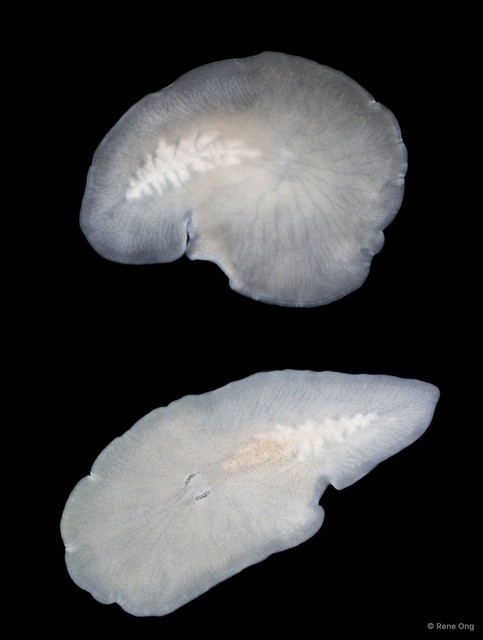 Acotylea sp. "1" • © Rene Ong • All Rights Reserved
