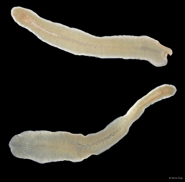 Acotylea sp. "13" • © Rene Ong • All Rights Reserved