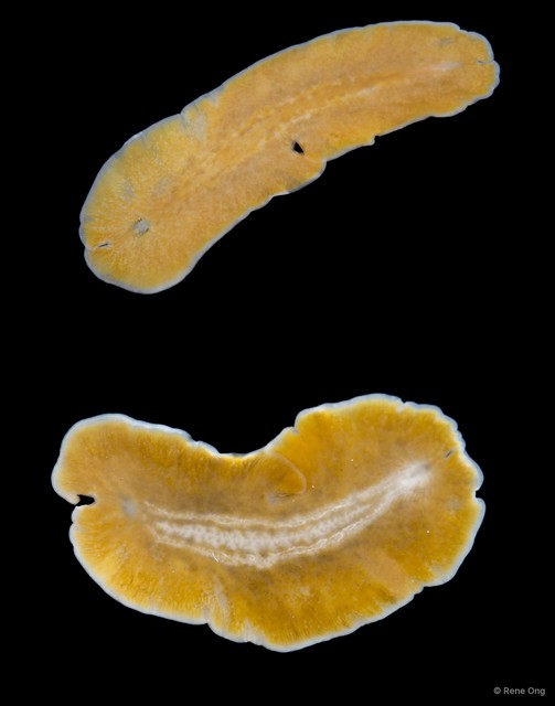 Acotylea sp. "16" • © Rene Ong • All Rights Reserved