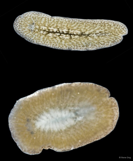 Acotylea sp. "18" • © Rene Ong • All Rights Reserved