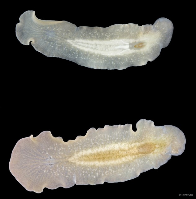 Acotylea sp. "2" • © Rene Ong • All Rights Reserved