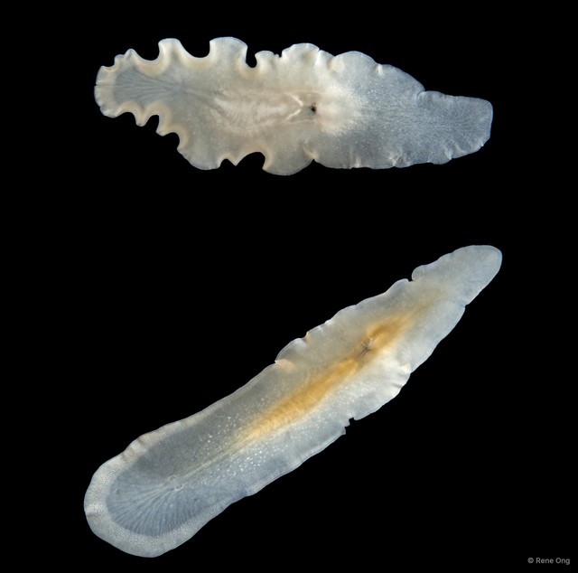 Acotylea sp. "3" • © Rene Ong • All Rights Reserved