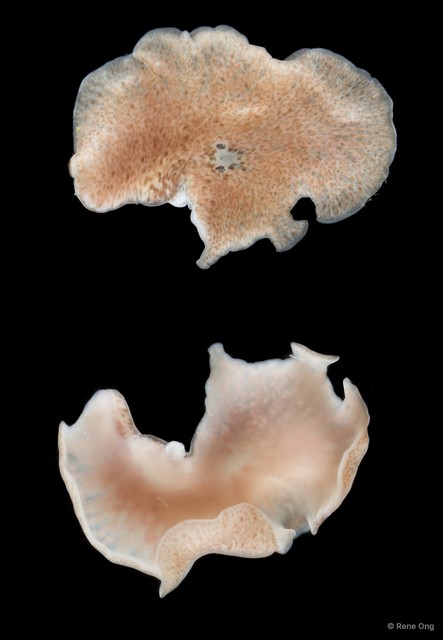 Acotylea sp. "7" • © Rene Ong • All Rights Reserved