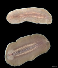 Acotylea sp. "9"