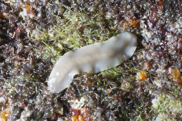Acotylea sp. "c7563c0e" • © Ria Tan • All Rights Reserved