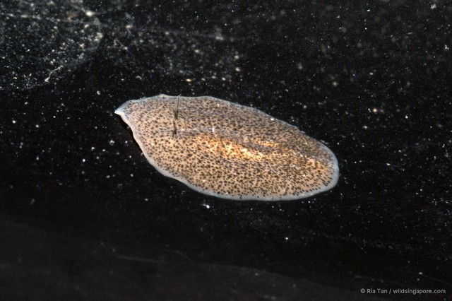 Acotylea sp. "c7563c14" • © Ria Tan • All Rights Reserved