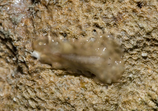 Acotylea sp. "c7563c4d" • © Rene Ong • All Rights Reserved