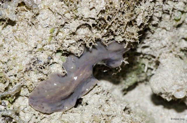 Acotylea sp. "c7563c53" • © Rene Ong • All Rights Reserved