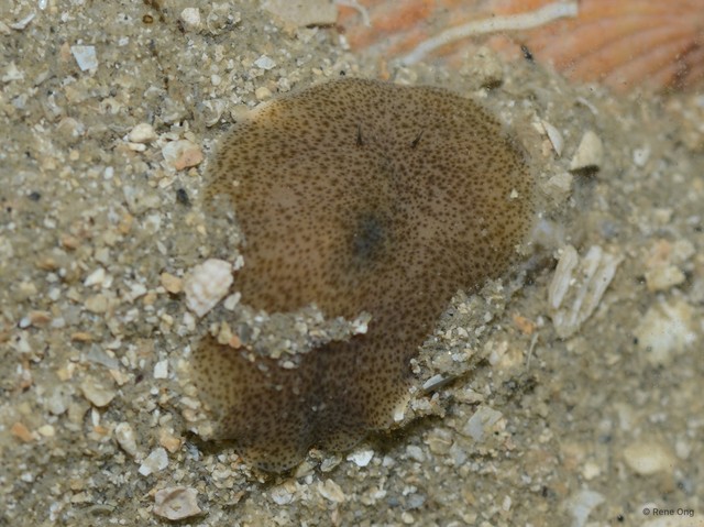 Acotylea sp. "c7563c71" • © Rene Ong • All Rights Reserved