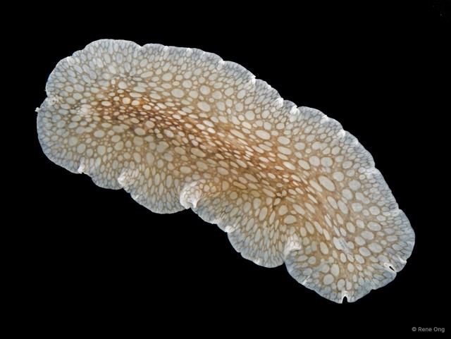 Pericelis byerleyana • © Rene Ong • All Rights Reserved