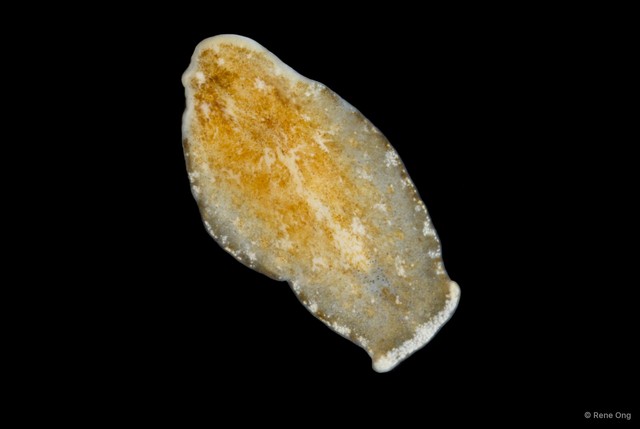 Acerotisa sp. "1" • © Rene Ong • All Rights Reserved