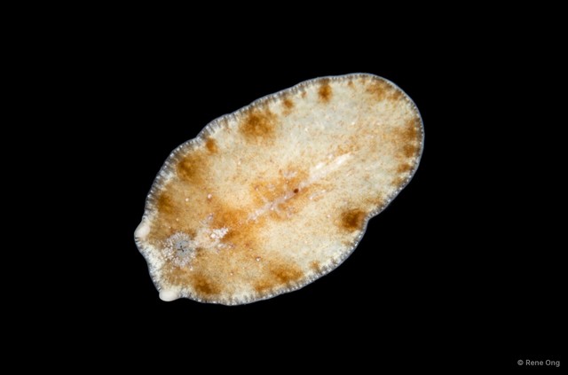 Cycloporus sp. "1" • © Rene Ong • All Rights Reserved