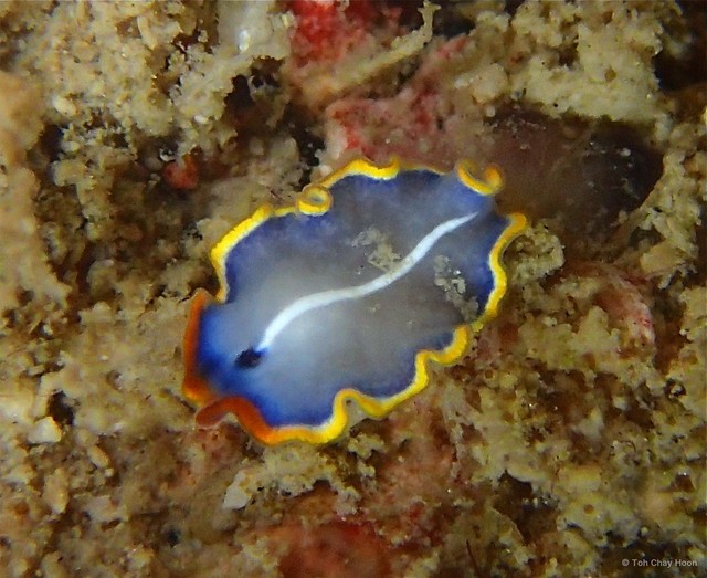 Cycloporus venetus