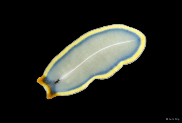 Cycloporus venetus