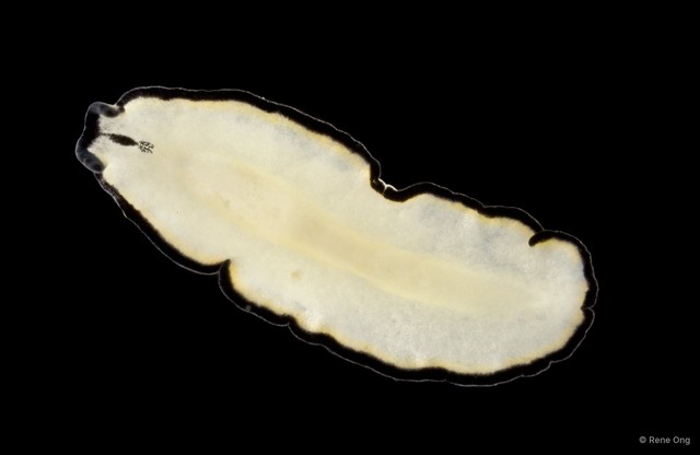 Eurylepta sp. "3" • © Rene Ong • All Rights Reserved