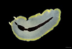 Eurylepta sp. "4"