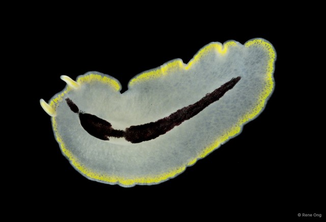 Eurylepta sp. "4" • © Rene Ong • All Rights Reserved
