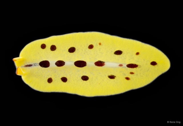 Eurylepta sp. "5" • © Rene Ong • All Rights Reserved